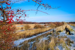 021-Kalvebod Fælled.jpg